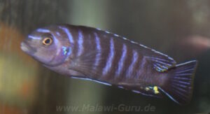 Tropheops sp. 'elongatus mbako' Arten